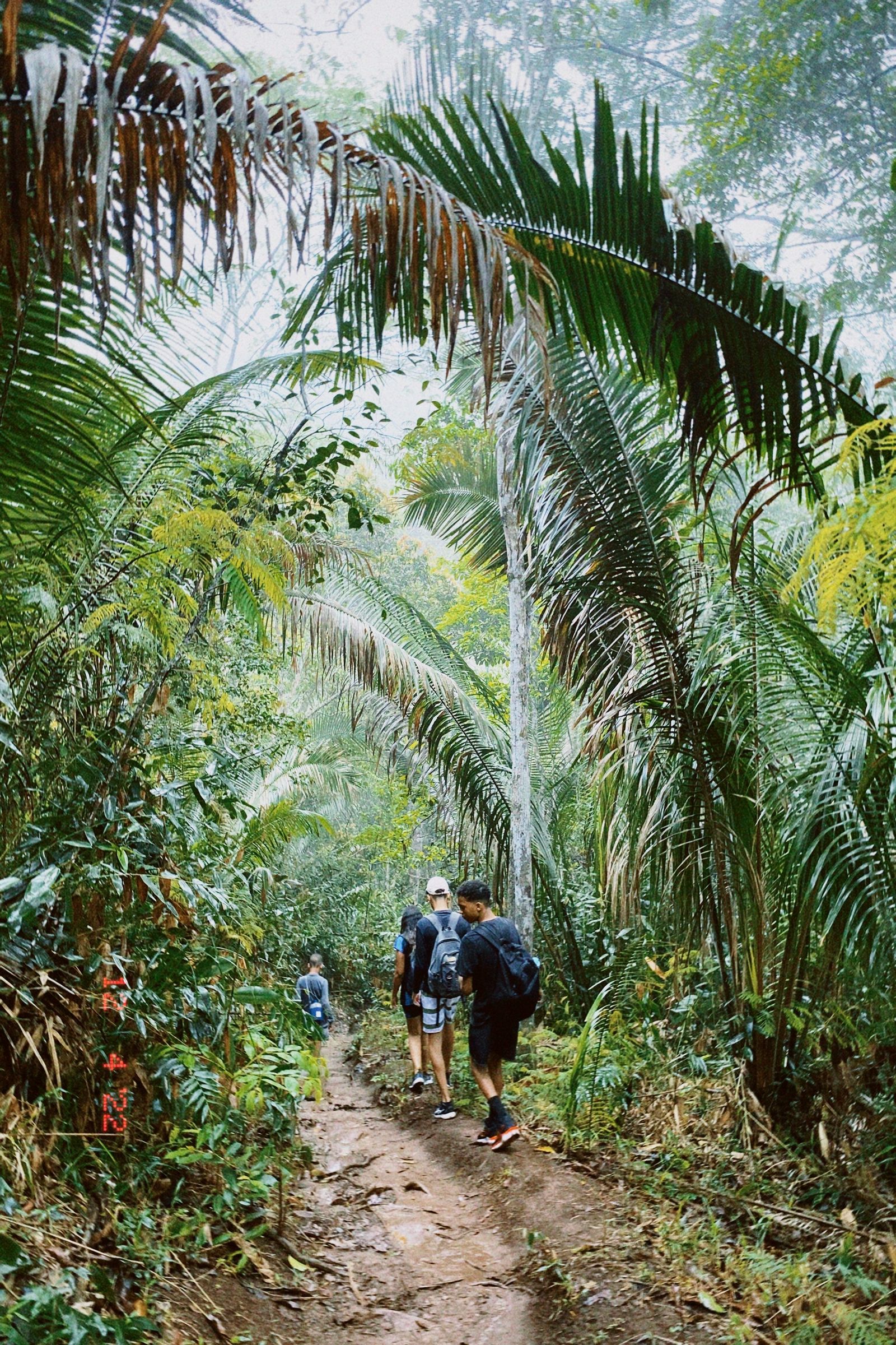 A small group walking a misty trail through tropical forest